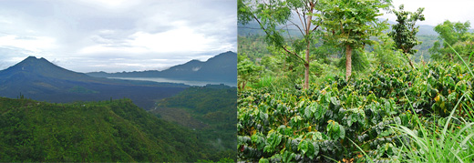 バリコーヒーの産地風景と火山