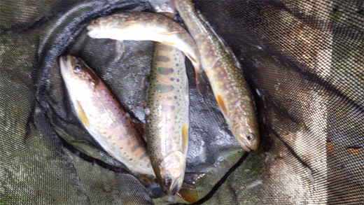 イワナとヤマメ