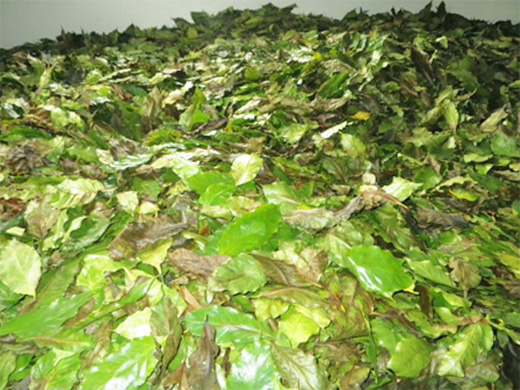 台湾コーヒーのお茶