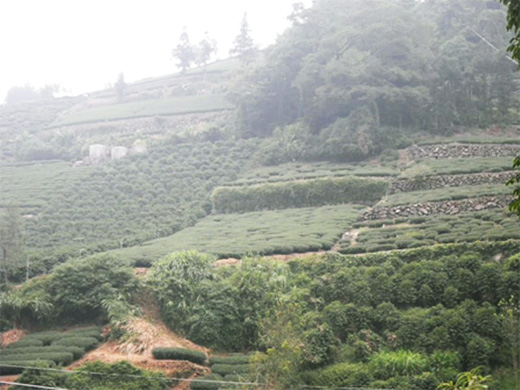 台湾の茶畑