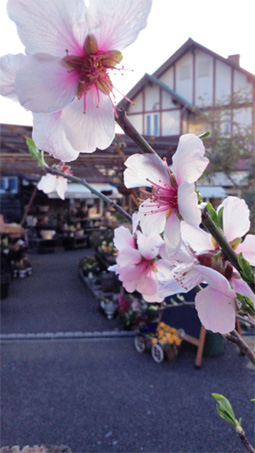 アーモンドの花