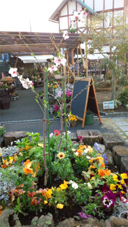 アーモンドの花