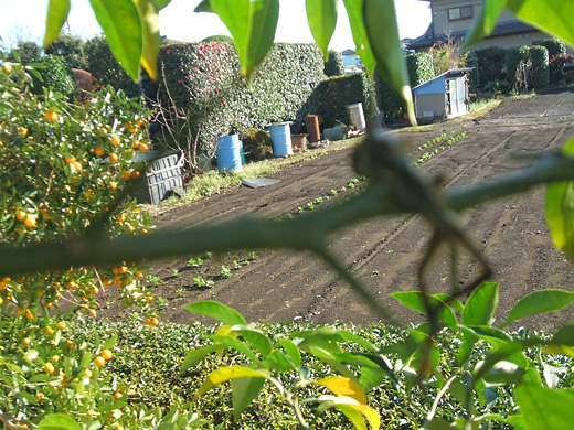 モズのはやにえ