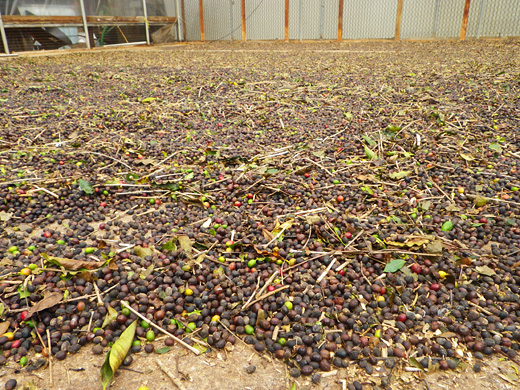 コーヒーの天日干し