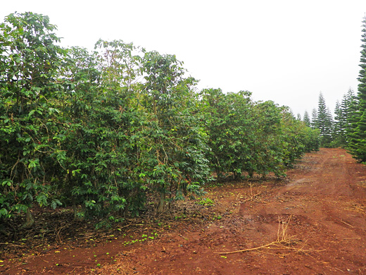 ハワイ ワイアルア農園