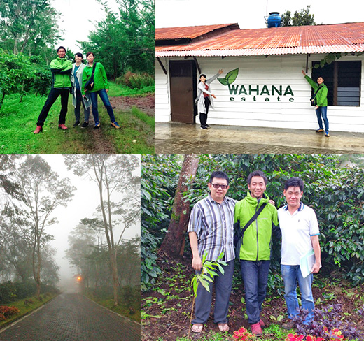 インドネシア コーヒー豆 産地訪問「サリマクムール社」ワハナ農園